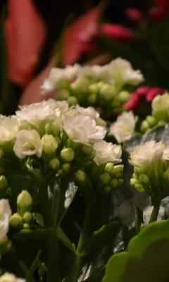 Szlumbergera ucięta