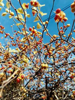 Dławisz okrągłolistny