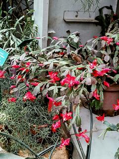 Szlumbergera ucięta