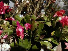 Szlumbergera ucięta