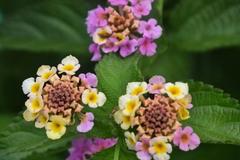 Lantana pospolita