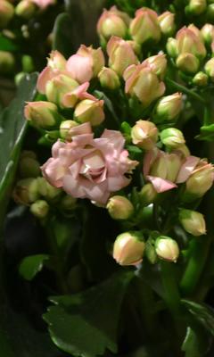 Szlumbergera ucięta