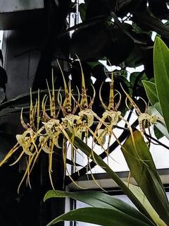 Brassia caudata
