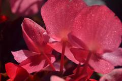 Begonia stale kwitnąca