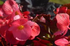 Begonia stale kwitnąca