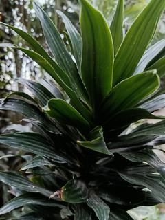 Dracena wonna