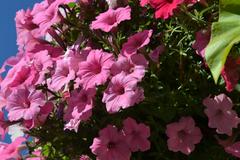 Petunia ogrodowa