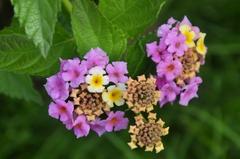 Lantana pospolita