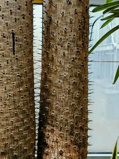 Pachypodium Lamere’a