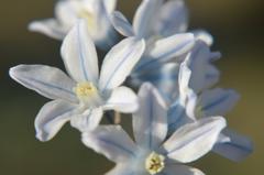 Puszkinia cebulicowata