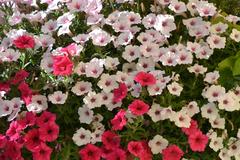 Petunia ogrodowa