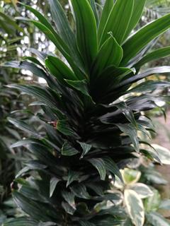 Dracena wonna