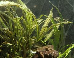 Zwartka aponogetonolistna