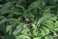 Czosnek niedźwiedzi