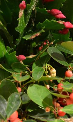 Szlumbergera ucięta