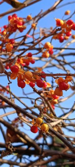 Dławisz okrągłolistny