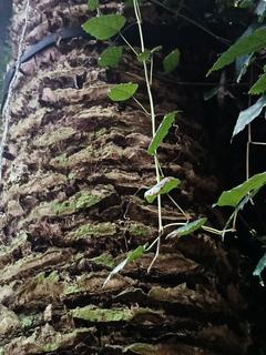 Daktylowiec właściwy