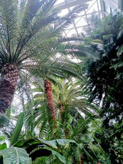 Daktylowiec właściwy