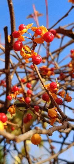 Dławisz okrągłolistny