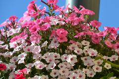 Petunia ogrodowa