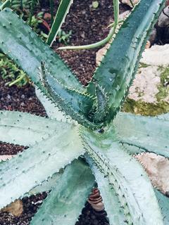Aloes uzbrojony