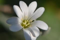 Rogownica kutnerowata