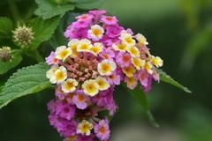 Lantana pospolita