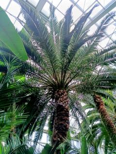 Daktylowiec właściwy