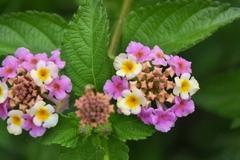 Lantana pospolita