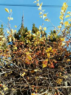 Dławisz okrągłolistny