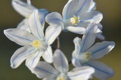 Puszkinia cebulicowata