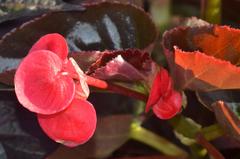 Begonia stale kwitnąca