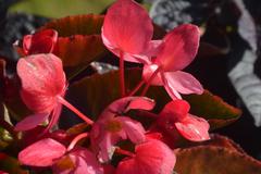 Begonia stale kwitnąca