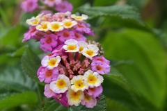 Lantana pospolita