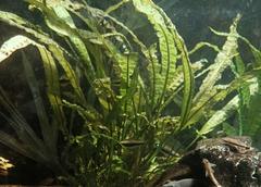 Zwartka aponogetonolistna