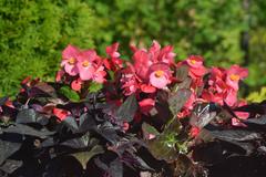 Begonia stale kwitnąca