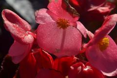 Begonia stale kwitnąca