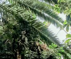 Daktylowiec właściwy