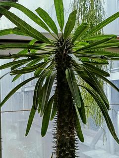 Pachypodium Lamere’a