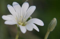 Rogownica kutnerowata