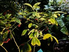 Ardisia crenata