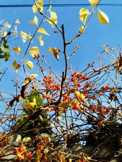 Dławisz okrągłolistny