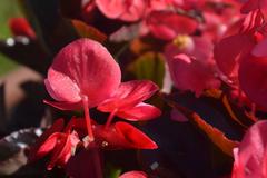 Begonia stale kwitnąca