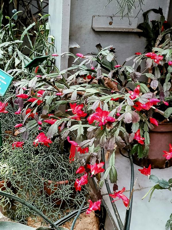 Szlumbergera ucięta