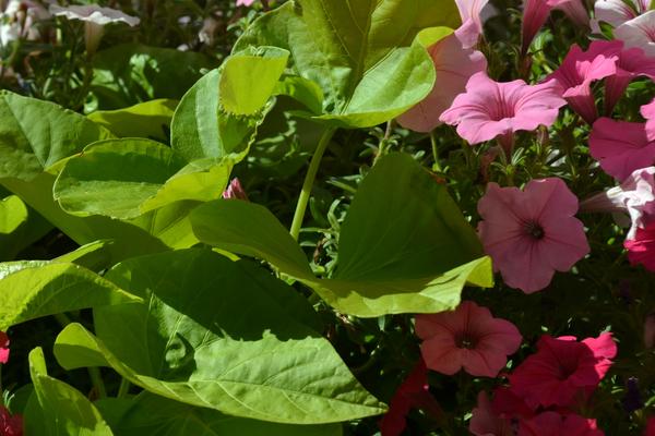 Petunia ogrodowa