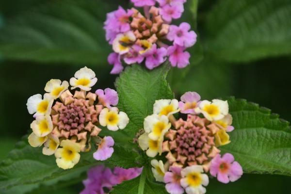 Lantana pospolita