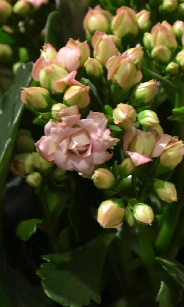 Szlumbergera ucięta