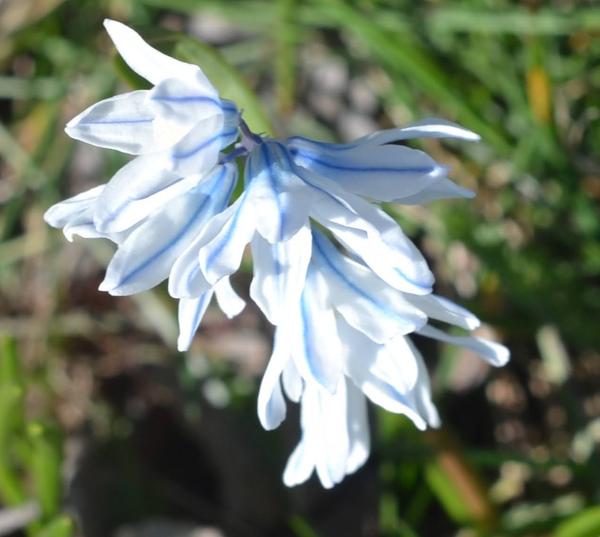 Puszkinia cebulicowata