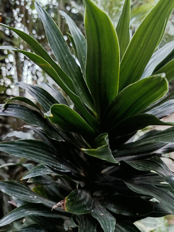 Dracena wonna