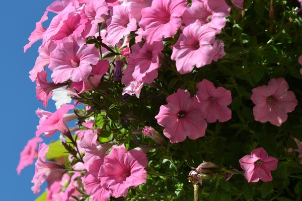 Petunia ogrodowa